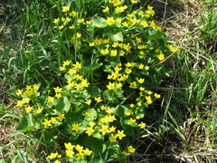 Caltha palustris
