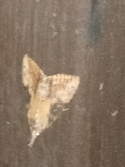 Hypena