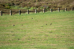Fringilla coelebs gengleri