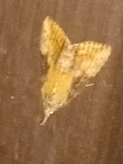 Hypena