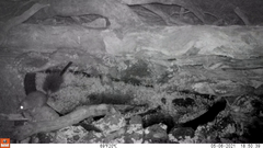 Phascogale tapoatafa