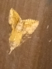Hypena