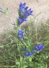 Gentiana