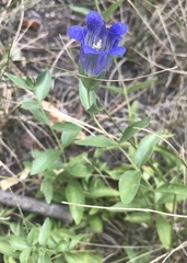 Gentiana