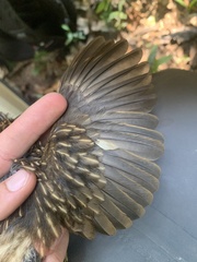 Malacoptila semicincta