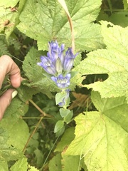 Gentiana