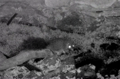 Phascogale tapoatafa
