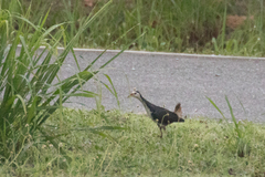 Amaurornis phoenicurus