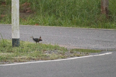 Amaurornis phoenicurus