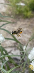 Megachilidae