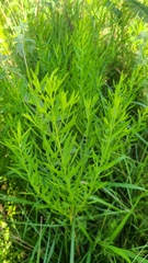 Euthamia leptocephala