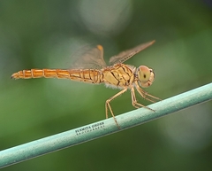 Brachythemis