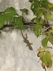 Tarentola mauritanica mauritanica