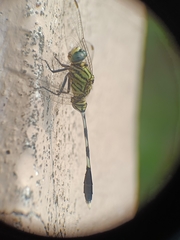 Orthetrum sabina
