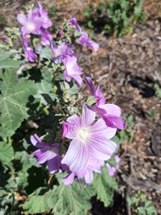 Malva weinmanniana