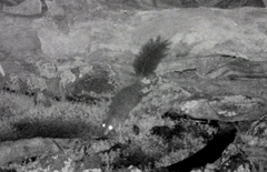 Phascogale tapoatafa