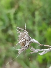 Carlina biebersteinii
