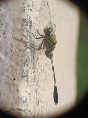 Orthetrum sabina