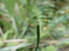 Equisetum ramosissimum
