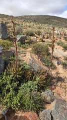 Aloe melanacantha