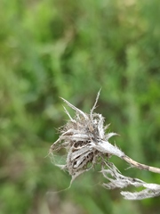 Carlina biebersteinii