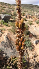 Aloe melanacantha