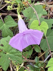 Ipomoea cordatotriloba