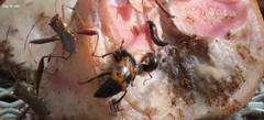 Nicrophorus quadripunctatus