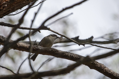 Melithreptus brevirostris