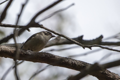 Melithreptus brevirostris