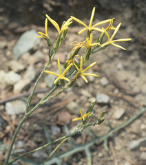 Crepis pleurocarpa