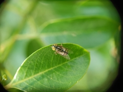 Eristalinus