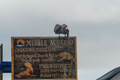 Pelecanus occidentalis urinator