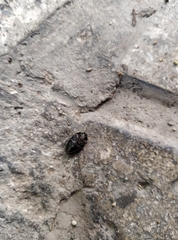 Geotomini