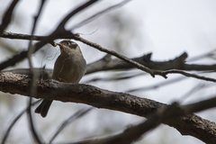 Melithreptus brevirostris