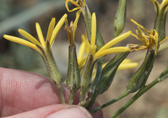 Crepis pleurocarpa