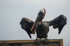 Pelecanus occidentalis urinator