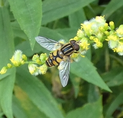 Helophilus fasciatus