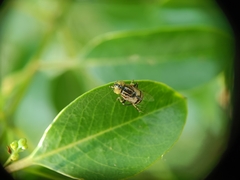 Eristalinus