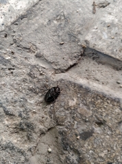 Geotomini