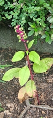 Phytolacca