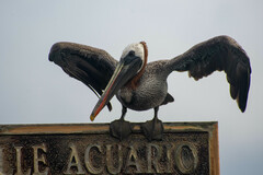 Pelecanus occidentalis urinator