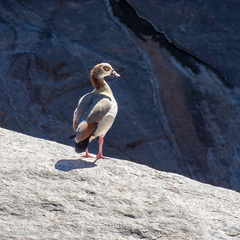 Alopochen aegyptiaca