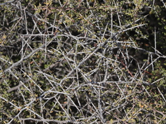Condalia globosa globosa