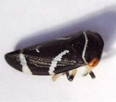 Eurymeloides bicincta