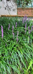 Asparagaceae