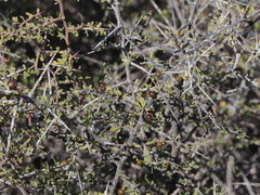 Condalia globosa globosa