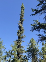 Picea mariana