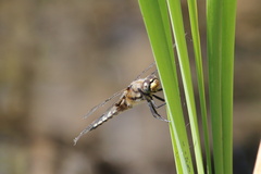 Libellula quadrimaculata