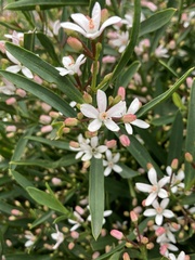Philotheca myoporoides